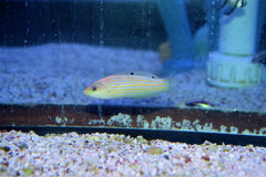 Adorned Wrasse