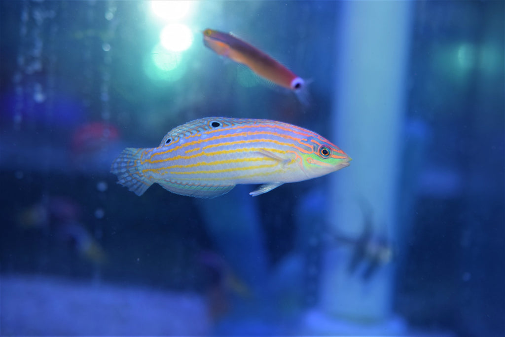 Adorned Wrasse
