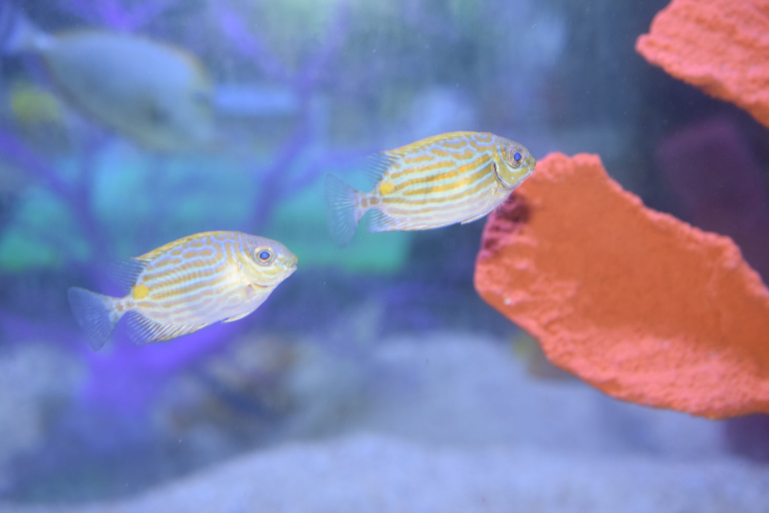 Goldline Rabbitfish