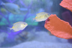 Goldline Rabbitfish