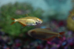 Albino Buenos Aires Tetra