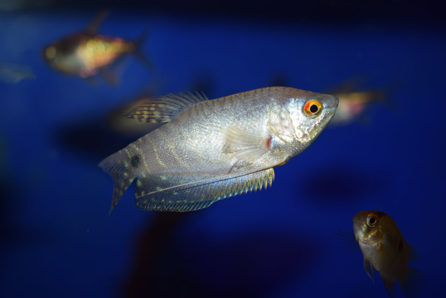 Lavender Gourami