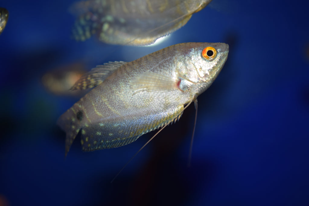 Lavender Gourami