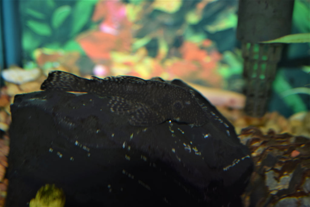 Bushynose Pleco