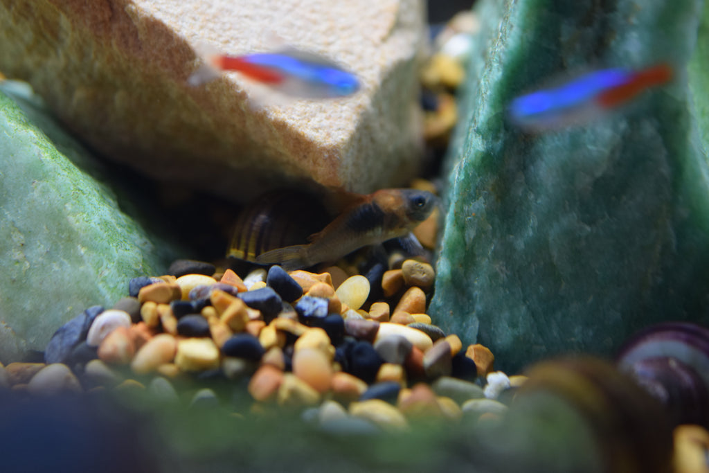 Orange Venzuelan Cory