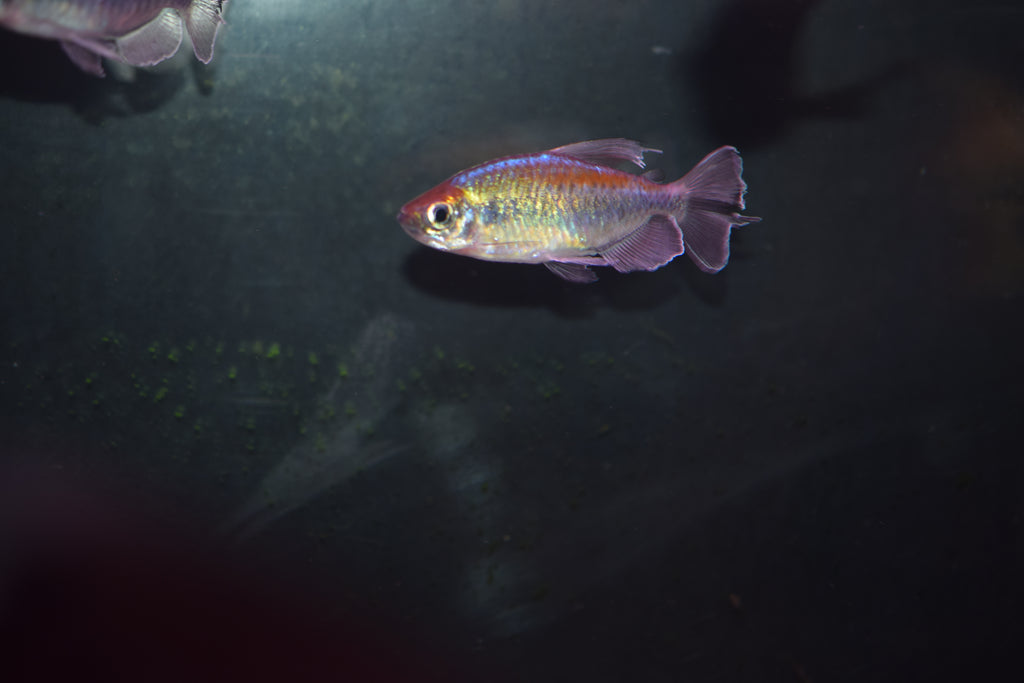 Congo Tetras