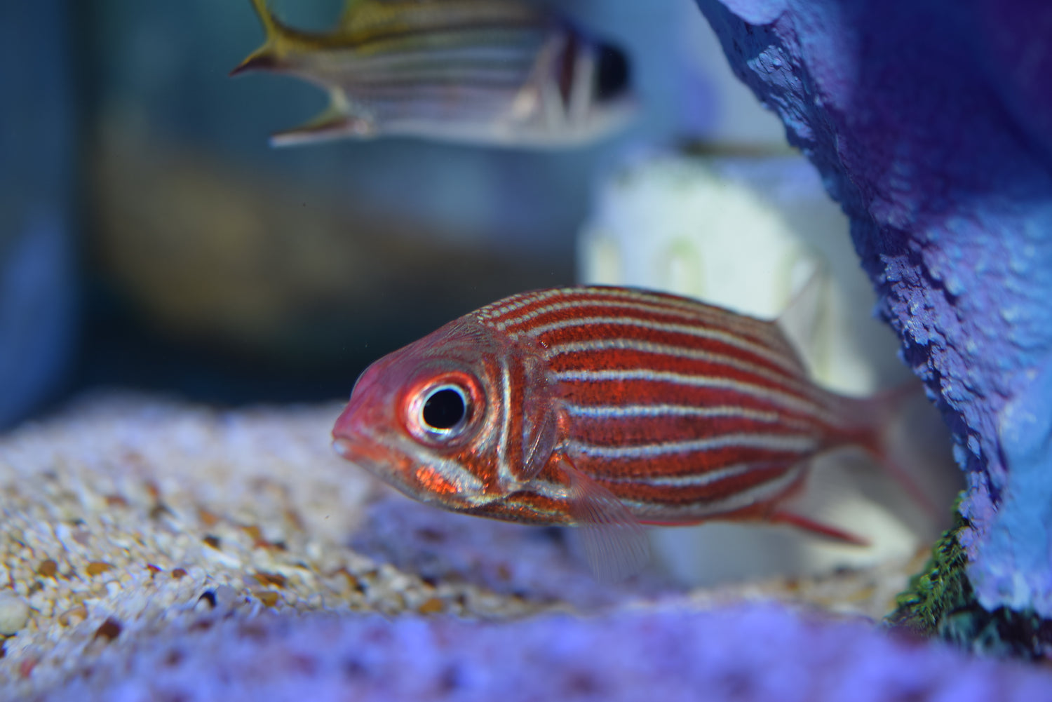 Candy Cane Squirrelfish