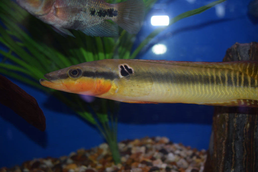 Crenicichla zebrina Pike