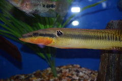 Crenicichla zebrina Pike