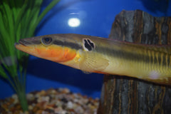 Crenicichla zebrina Pike