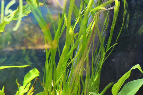 Italian Vallisneria