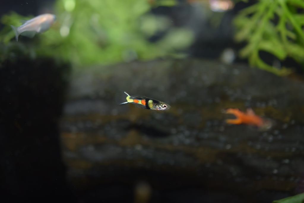 El Tigre Endlers