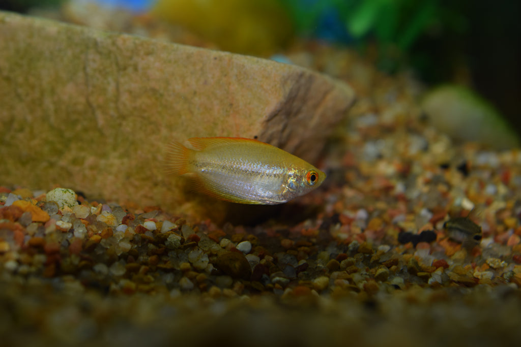 Flamingo Honey Gourami