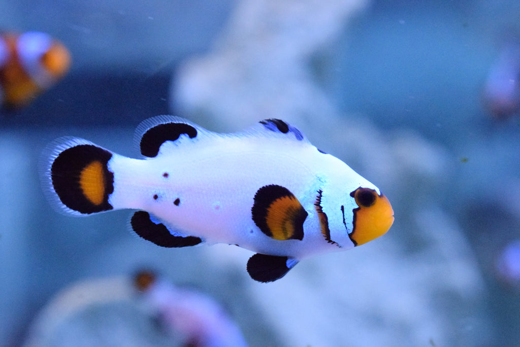 Frostbite Bullethole Ocellaris Clownfish