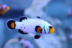 Frostbite Bullethole Ocellaris Clownfish