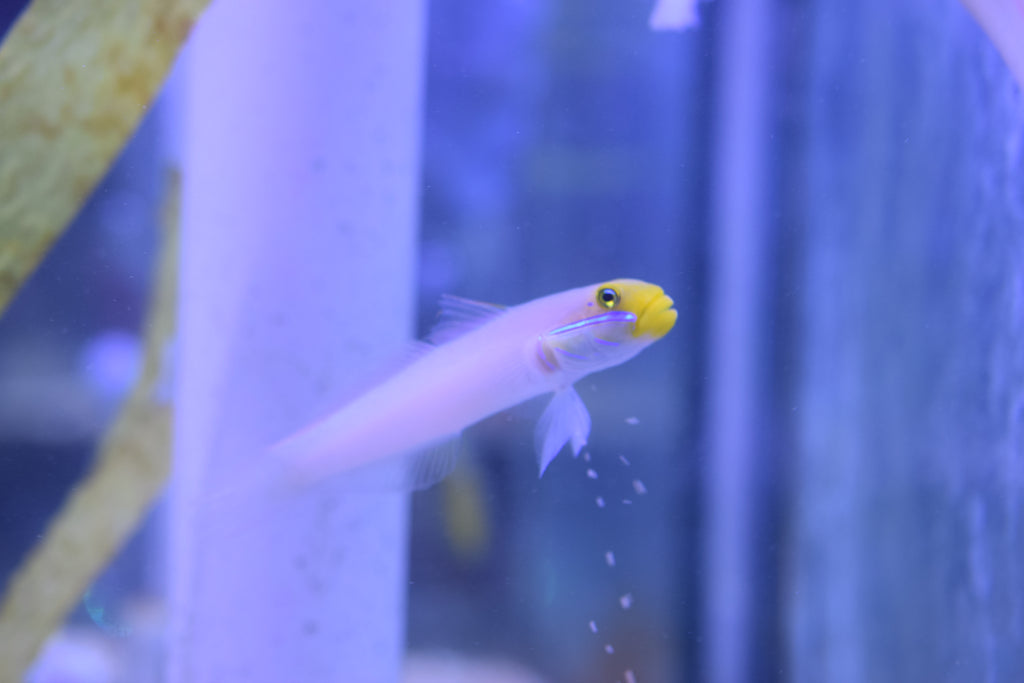 Gold Head Sleeper Goby