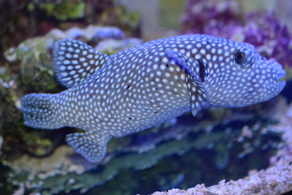 Guinea Fowl Puffer