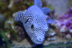 Guinea Fowl Puffer