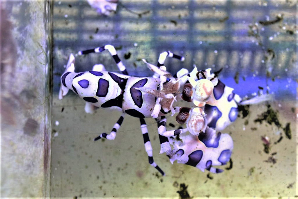 Harlequin Shrimp