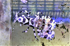 Harlequin Shrimp