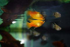 HiFin Platy