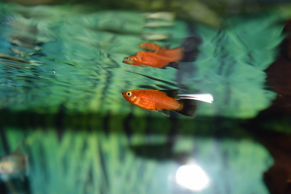 HiFin Platy