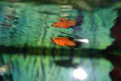 HiFin Platy