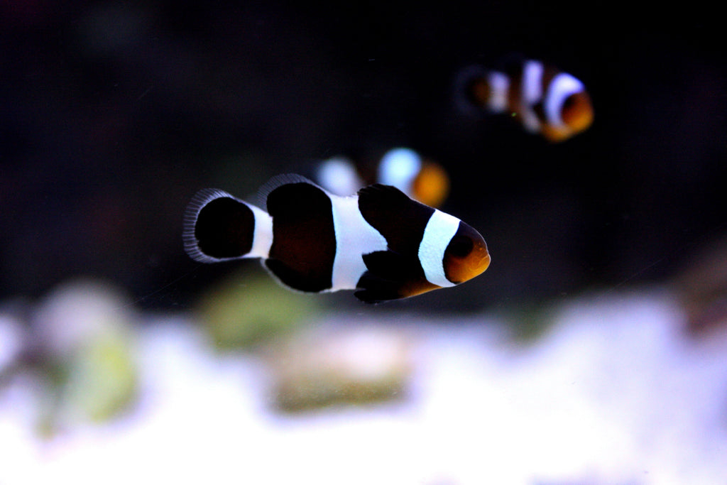 Black Ocellaris Clownfish