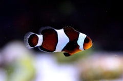 Black Ocellaris Clownfish