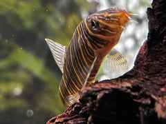 Zebra Loach