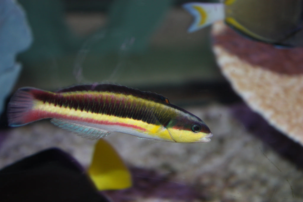 Paddlefin Wrasse