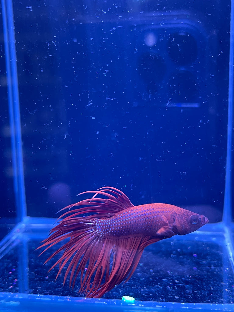 Red Crowntail