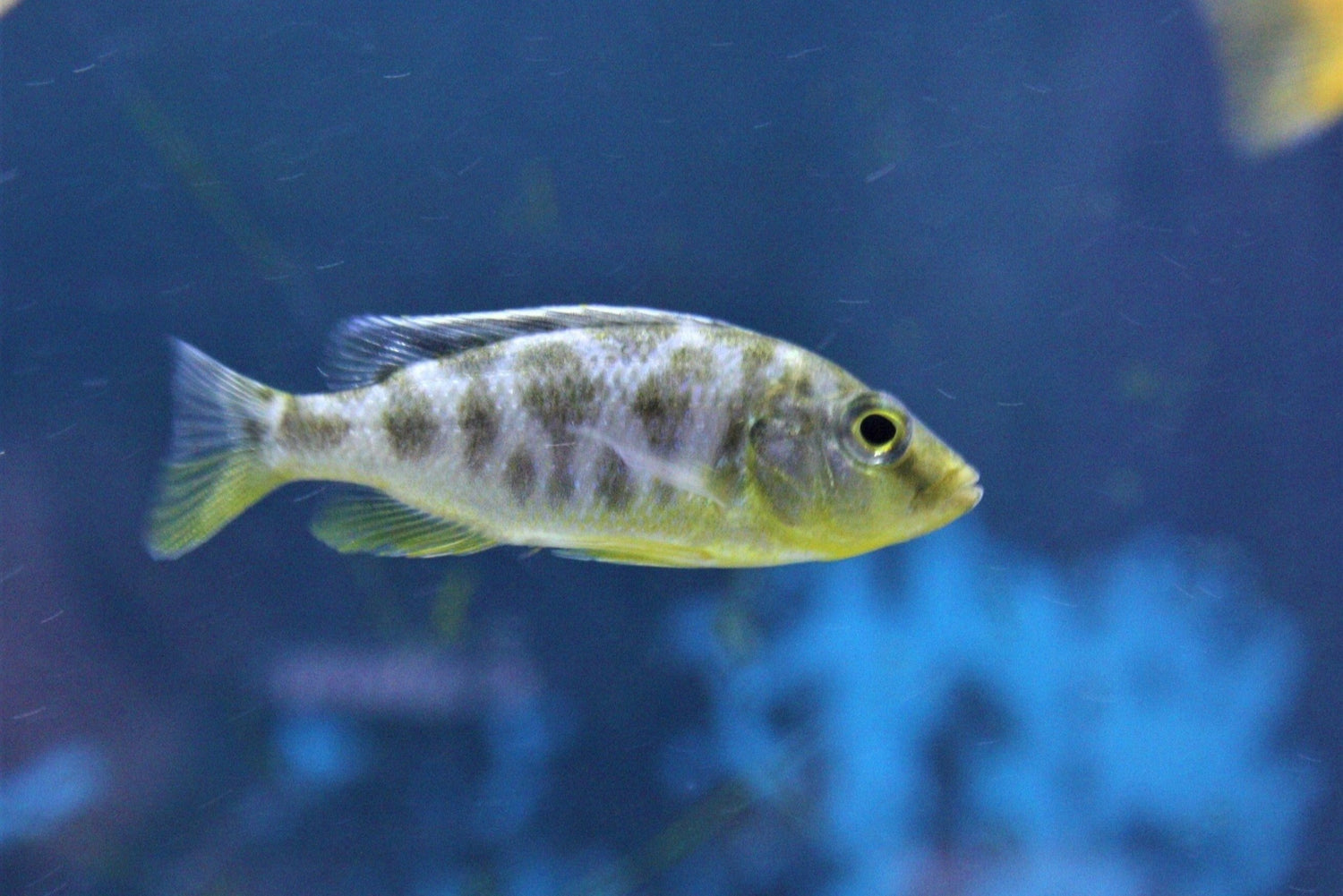 Nimbochromis venustus