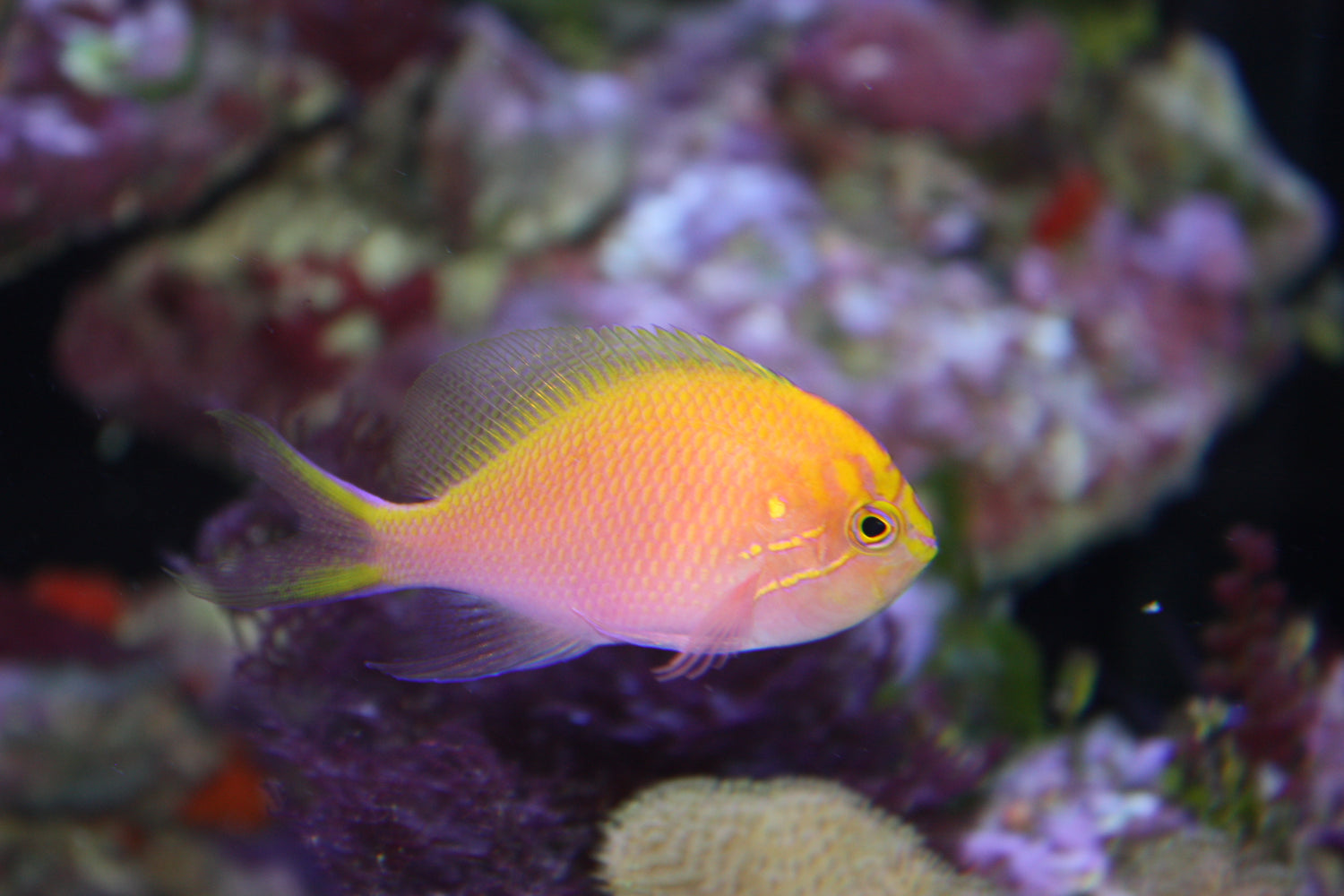 Sunburst Anthias