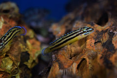 Julidichromis regani "Kipili"