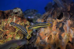 Julidichromis regani "Kipili"