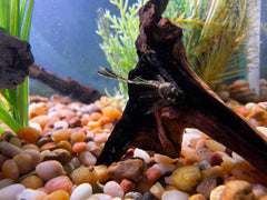 Longfin Bushynose Pleco