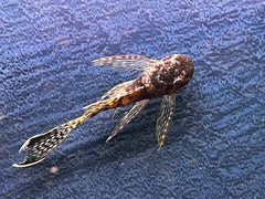 Longfin Bushynose Pleco