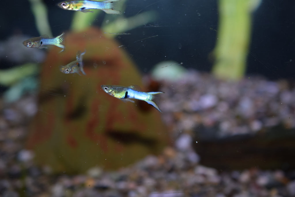 Japanese Blue Endlers