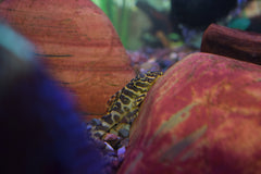 Leopard Frog Pleco (L-134)