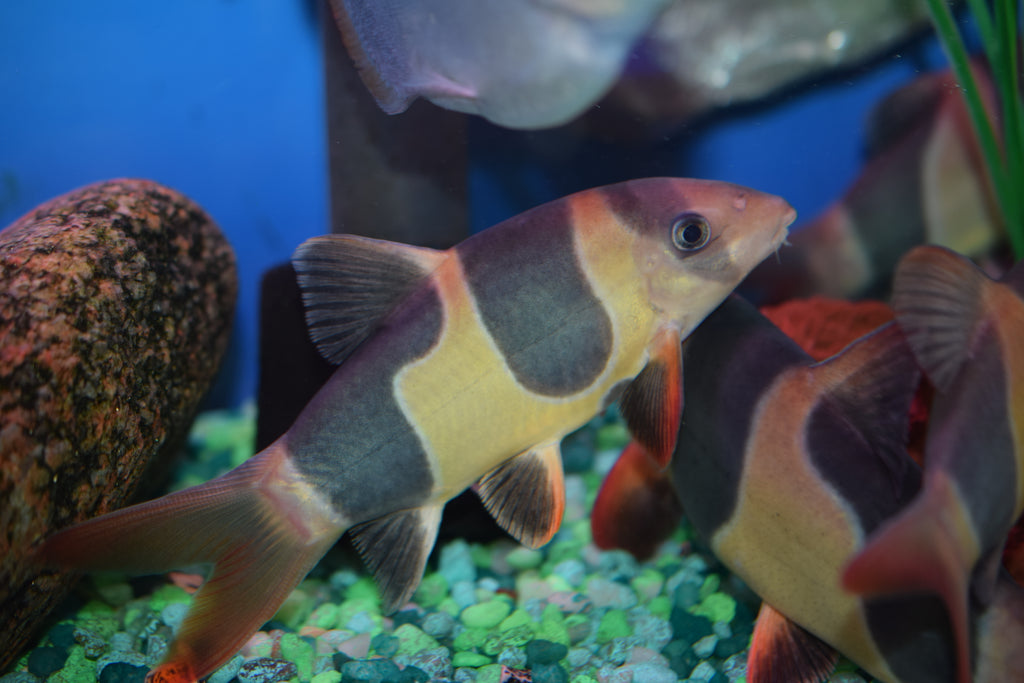 Clown Loach (Tiger Botia)