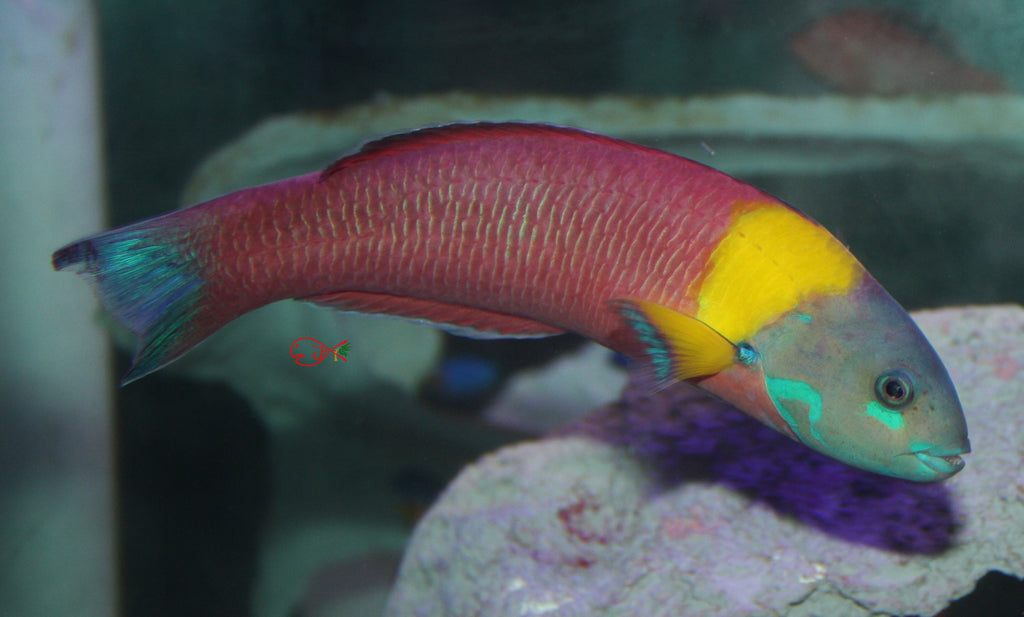 Paddlefin Wrasse