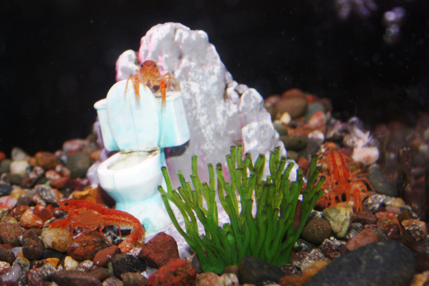 Mexican Mini Lobster