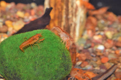 Mexican Mini Lobster