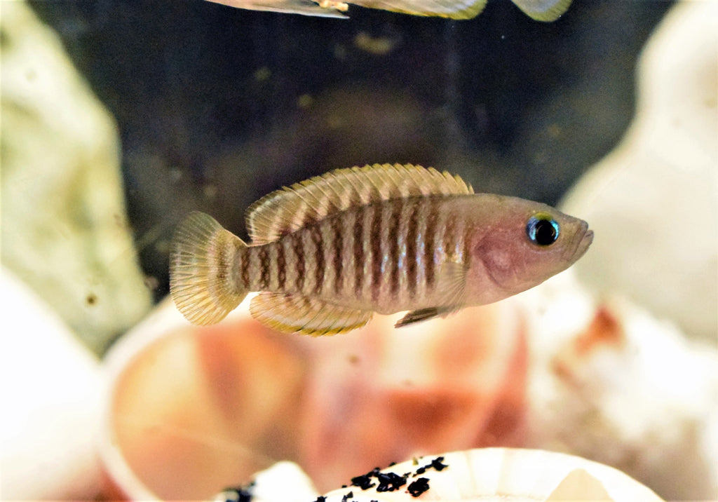 Neolamprologus Multifasciatus