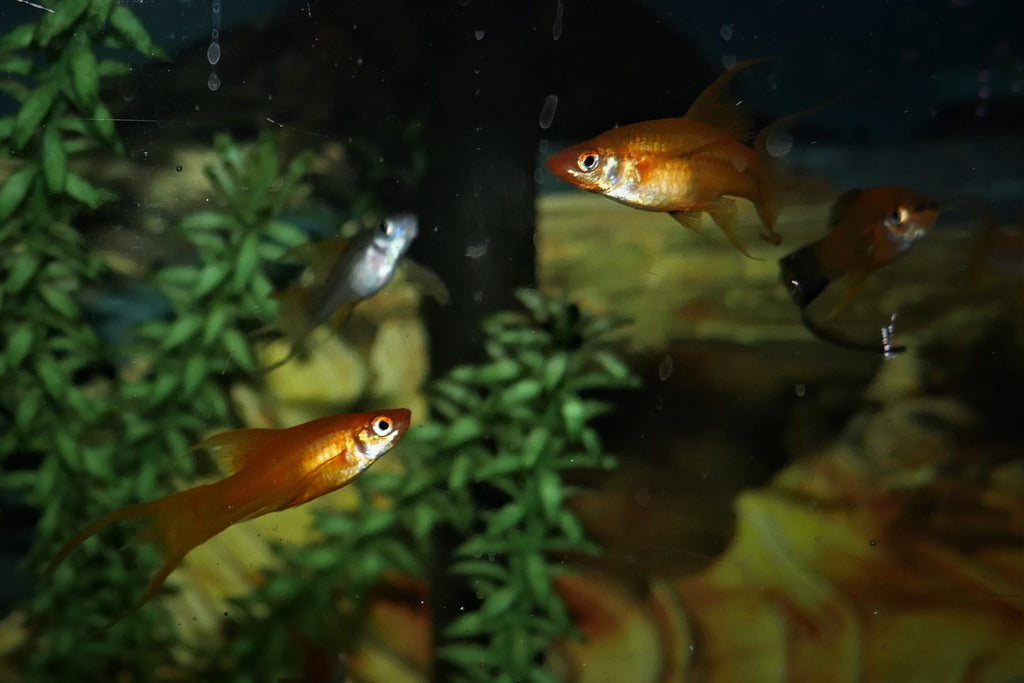 Lyretail Swordtail