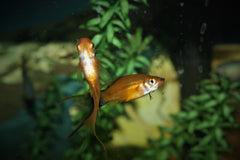 Lyretail Swordtail