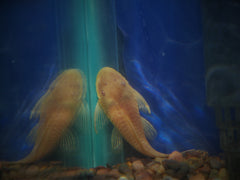 Albino Bushynose Pleco