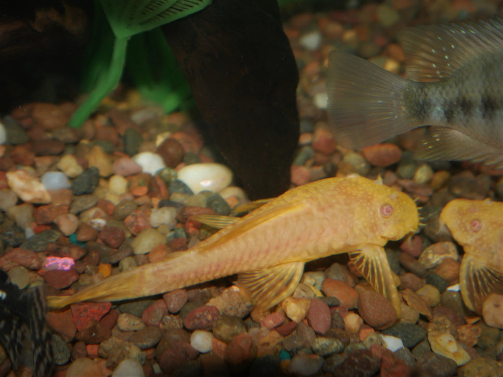 Albino Bushynose Pleco