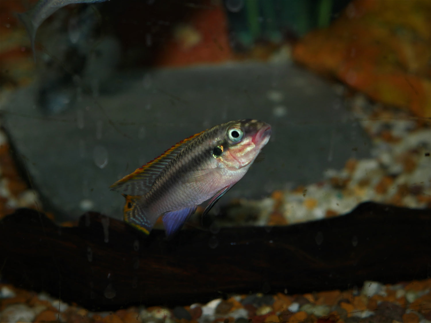 Pair Pelvichromis taeniatus "Nigeria Red"